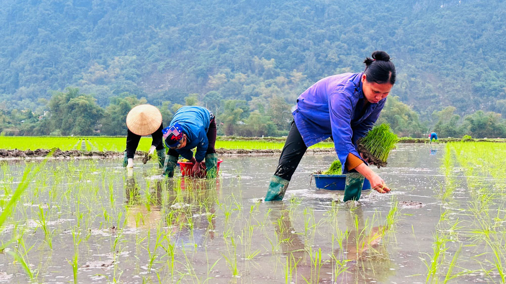 Nhìn lại quá trình sản xuất nông nghiệp quý I/2023